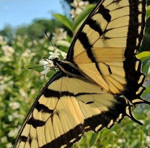 Meet your Posher, Mandy